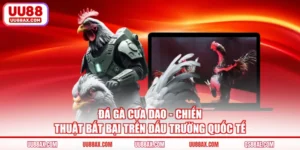 Đá Gà Cựa Dao - Chiến Thuật Bất Bại Trên Đấu Trường Quốc Tế