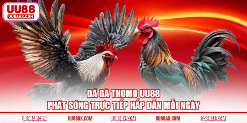 Đá Gà Thomo UU88 Phát Sóng Trực Tiếp Hấp Dẫn Mỗi Ngày