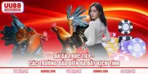 Đá Gà Trực Tiếp - Các Trường Đấu Diễn Ra Đầy Kịch Tính