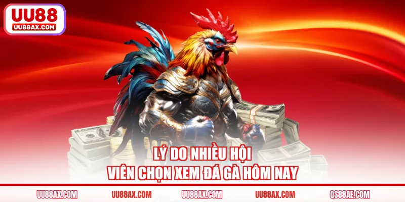 Lý do nhiều hội viên chọn xem đá gà hôm nay