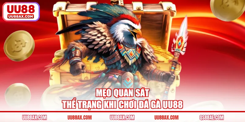 Mẹo quan sát thể trạng khi chơi đá gà UU88