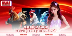 Trực Tiếp Đá Gà UU88 - 100+ Trận Đấu Kịch Tính Mỗi Ngày