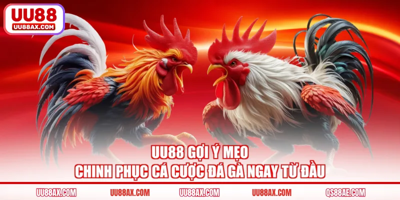 UU88 gợi ý mẹo chinh phục cá cược đá gà ngay từ đầu